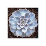 Bitkim Sende Echeveria Lilacina Var. Sukulent Bitki