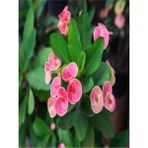 Bitkim Sende Euphorbia Dikenler Tacı Pembe Renk Ithal Kaktüs Ev Ofis Iç Mekan Bitkisi 12 cm