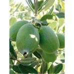 Bitkim Sende Feijoa Kaymak Ağacı Fidanı 1 Adet Saksılı/ Tüplü (50-80CM) Bahçe Bitkisi