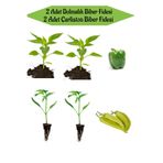 Bitkim Sende Fide Seti 2 Adet Dolmalık Biber Fidanı+ 2 Adet Çarliston Sarı Biber Fidanı