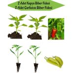 Bitkim Sende Fide Seti 2 Adet Kapya(Salçalık) Biber Fidanı+ 2 Adet Çarliston Sarı Biber Fidanı