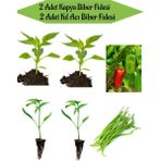 Bitkim Sende Fide Seti 2 Adet Kapya(Salçalık)Biber Fidanı+ 2 Adet Yeşil Kıl Acı Biber Fidanı