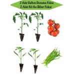 Bitkim Sende Fide Seti 2 Adet Salkım Domates Fidanı+ 2 Adet Kıl Acı Biber Fidanı