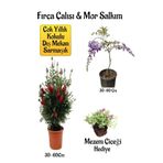 Bitkim Sende Fırça Çalısı Fidanı, Mor Salkım Ağacı Fidanı, Mezem Çiçeği Hediyeli Peyzaj Seti, 30-60 cm