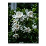 Bitkim Sende Gardenya Çiçeği (30 50 CM)1 Adet Saksılı/ Tüplü Çiçekli Bahçe Bitkisi Balkon Gardenia
