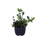 Bitkim Sende Gardenya Çiçeği, Gardenia Jasminoides, Köklü, Kokulu Ev Bitkisi