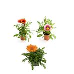 Bitkim Sende Gazanya Çiçeği, 3 Adet Saksılı, 10-20 cm, Balkon Çiçeği, Kırmızı-Pembe-Beyaz-Turuncu