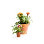 Bitkim Sende Gazanya Çiçeği, 3 Adet Saksılı, 10-20 cm, Pembe Beyaz Sarı Kırmızı, Balkon Çiçeği