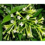 Bitkim Sende Gece Sefası Limon Çiçeği Melisa (Torbalı) Gece Sefası Limon Çiçeği Melisa (Torbalı)