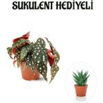 Bitkim Sende Hediyelik Çilli Begonya Çiçeği Sevgililer Gününe Özel Sukulent Hediyeli