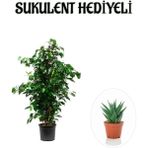 Bitkim Sende Hediyelik Yeşil Renk Benjamin Bitkisi Kadınlar Gününe Özel Sukulent Hediyeli