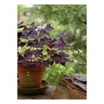 Bitkim Sende Hoş Görünümlü Uyku Çiçeği Süs Yoncası 1 ADET Saksılı 20-30Cm (Oxalis triangularis)