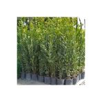 Bitkim Sende Hoş Kokulu Defne Ağacı Fidanı, 60-80 cm, Saksılı Tüplü, Laurus Nobilis