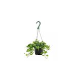 Bitkim Sende İngiliz Sarmaşığı Bitkisi Hedera Helix, Askılı Saksıda, Canlı İç Mekan Bitkisi