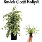 Bitkim Sende Kadınlar Gününe Özel Alacalı Benjamin Bitkisi Kurdele Çiçeği Hediyeli Salon Bitkisi