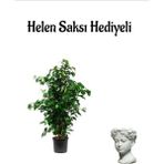 Bitkim Sende Kadınlar Gününe Özel Hediyeli Yeşil Benjamin Bitkisi Helen Saksı Hediyeli Salon Bitkisi