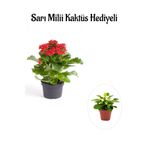 Bitkim Sende Kadınlar Gününe Özel Kırmızı Renk Kalanşo-Emel Hanım Çiçeği Sarı Milii Hediyeli
