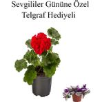 Bitkim Sende Kadınlar Gününe Özel Kokulu Kırmızı Renk Sardunya Çiçeği Telgraf Hediyeli