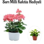Bitkim Sende Kadınlar Gününe Özel Toz Pembe Sardunya Çiçeği Sarı Milli Kaktüs Hediyeli