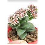 Bitkim Sende Kalp Hoya Mum İç Mekan Sukulent, Pembe, Minik Boy 5.5cm
