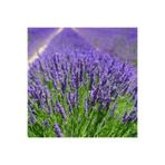 Bitkim Sende Kampanyalı Serada Decor&plant Tüplü Yoğun Kokulu Aromatik Lavanta Fidanı