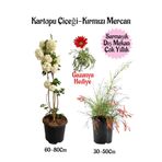 Bitkim Sende Kartopu Çiçeği 1 Adet +Kırmızı Mercan 1 Adet+Kırmızı Gazanya Hediye Saksılı Bahçe Seti