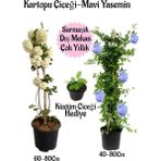 Bitkim Sende Kartopu Çiçeği 1 Adet +Mavi Yasemin1 Adet+Küstüm Çiçeği Hediye Saksılı Bahçe Seti