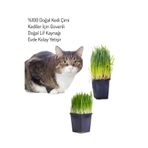 Bitkim Sende Kedi Otu Mix, Filizli 15-20 cm Kedi Çimi Saksı Bitki, 1 Adet