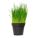 Bitkim Sende Kedilere Taze Kedi Çimi, Canlı Filizli Saksı, 15-20 cm