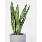Bitkim Sende Kılıç Çiçeği Paşa Kılıcı Sansevaria 30-40 Ev Bitkisi (Sansevieria Trifasciata)