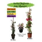Bitkim Sende Kırmızı Begonvil, Ada Yasemini, Telgraf Çiçeği 3'lü Peyzaj Seti, 40-80cm