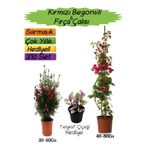 Bitkim Sende Kırmızı Begonvil, Kırmızı Fırça Çalısı, Telgraf Çiçeği 3'lü Peyzaj Seti