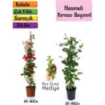 Bitkim Sende Kırmızı Begonvil+Kokulu Hanımeli Çiçeği+Buz Çiçeği Hediyeli 3'lü Peyzaj Seti