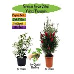Bitkim Sende Kırmızı Fırça Çalısı, Kokulu Yıldız Yasemin, İtır Çiçeği Peyzaj Seti, 3'lü Set