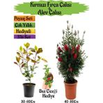 Bitkim Sende Kırmızı Fırça Çalısı+Alev Çalısı Fidanı+Buz Çiçeği Hediyeli Peyzaj Seti
