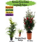 Bitkim Sende Kırmızı Fırça Çalısı+Leylandi Çam Fidanı+Kurdele Hediyeli Peyzaj Seti