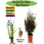 Bitkim Sende Kırmızı Fırça Çalısı+Mavi Yasemin Çiçeği Fidanı+Buz Çiçeği Hediyeli Peyzaj Seti
