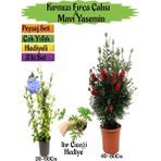 Bitkim Sende Kırmızı Fırça Çalısı+Mavi Yasemin Çiçeği Fidanı+Itır Çiçeği Hediyeli Peyzaj Seti