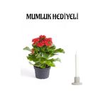 Bitkim Sende Kırmızı Kalanchoe Çiçeği, Mumluk Hediyeli