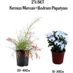Bitkim Sende Kırmızı Mercan Çiçeği Fidanı+Beyaz Bodrum Papatyası 2'li Bahçe Peyzaj Seti