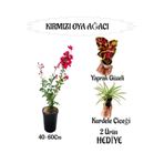 Bitkim Sende Kırmızı Oya Ağacı Fidanı, Saksılı, Yaprak Güzeli-Kurdele Çiçeği Hediyeli