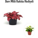Bitkim Sende Kırmızı Renk Zarif Yapraklı Hostes Çiçeği Kadınlar Gününe Özel Sarı Milli Hediyeli
