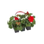 Bitkim Sende Kırmızı Sardunya Fidesi 2 ADET Saksılı 10-25cm Salon Balkon Çiçeği