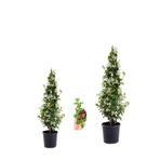 Bitkim Sende Kokulu Arap Yasemini Fidanı 2 Adet Saksılı, Buz Çiçeği Hediye, 3'lü Peyzaj Seti, 40-80 cm