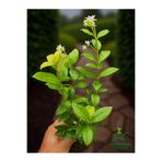 Bitkim Sende Kokulu Arap Yasemini Sarmaşığı Fidanı, Rhyncospermum Jasminoides, 20-30 cm