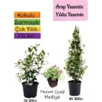 Bitkim Sende Kokulu Arap Yasemini+Yıldız Yasemin Fidanı+Mezem Çiçeği Hediye 3'lü Peyzaj Seti