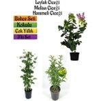 Bitkim Sende Kokulu Bahçe Seti Leylak Fidanı+Hanımeli Fidanı+Melisa Çiçeği FIDANI(40-80CM)