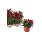 Bitkim Sende Kokulu Bodur Kırmızı Karanfil Çiçeği, 1 Adet Saksılı, 15-25cm, Red Dianthus