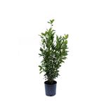Bitkim Sende Kokulu Defne Çalısı Fidanı, Laurus nobilis, Saksılı, 30-60 cm