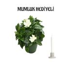 Bitkim Sende Kokulu Gardenya Çiçeği Sevgililer Gününe Özel Mumluk Hediyeli Salon Çiçeği